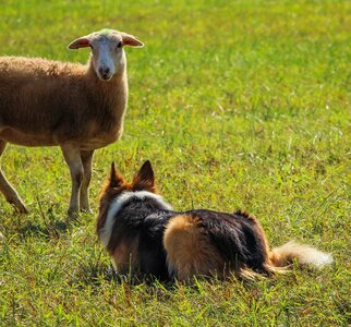 Collie canine sheep photo