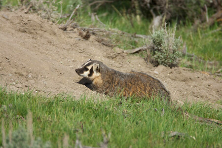 American badger-2