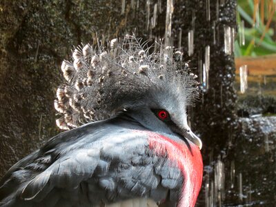 Feathers wing ecology photo