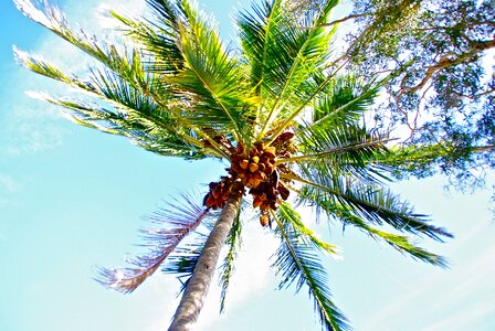 Tropical palm nature photo