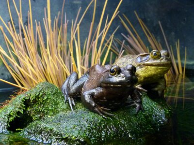 Close-up creature frog pond photo