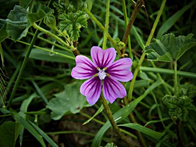 Nature violet plant