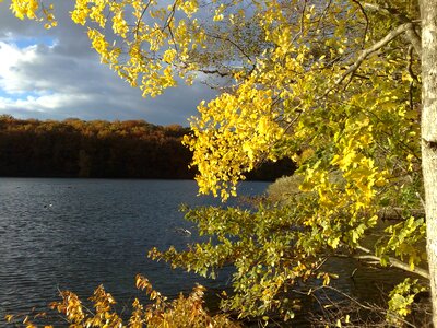 Autumn yellow sheet tree photo