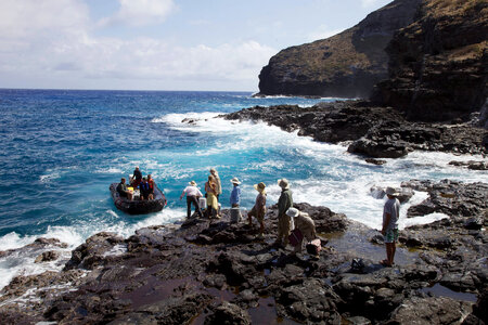 Nihoa Millerbird Translocation-1