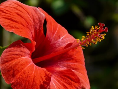 Malvaceae ornamental plant ornamental flower photo