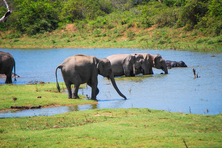 Elephants photo