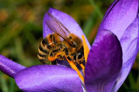 Animal arthropod beautiful