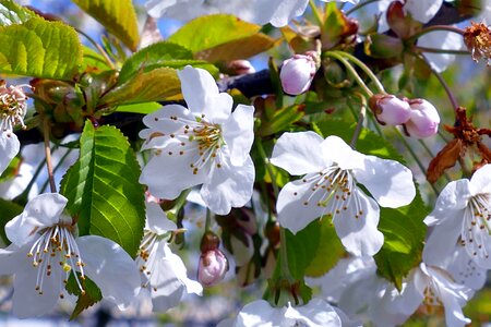 Apple beautiful flowers bloom photo