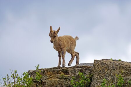Capricorn young animal climb photo