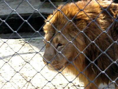 Lion male park photo