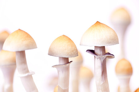 mushrooms
