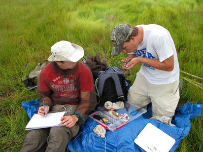 Telemetry on Saltmarsh sparrow