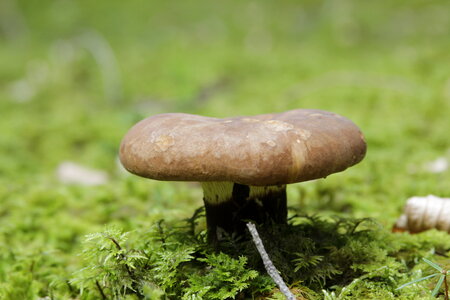 Brown Mushroom Growing among the Moss photo