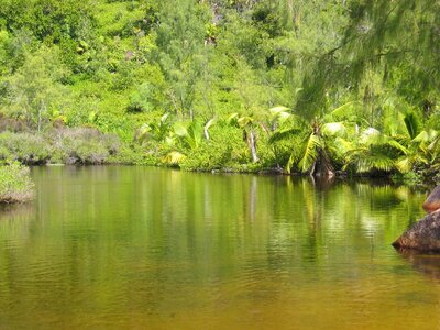 Waters palm trees seychelles