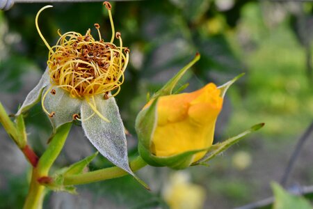 Pistil yellow bud photo