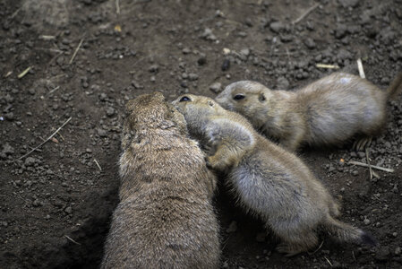 Prairie Dogs cuddling together photo
