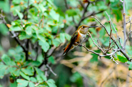 Female Rufous hummingbird on twig-1