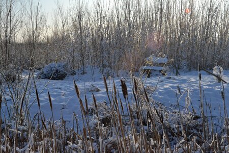 Frozen ice january photo