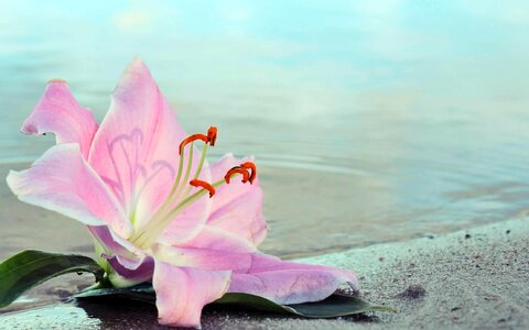 Beautiful Flowers beautiful photo blooming