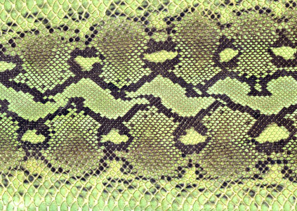 background of sneak skin texture