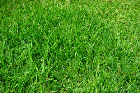 Green blades of grass halme photo