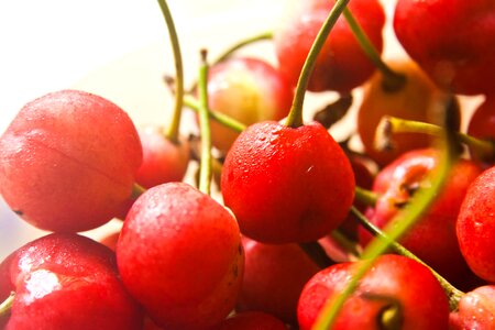 Agriculture berry cherries photo