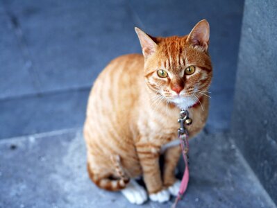 Sitting animal pet photo