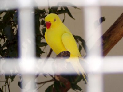 Bird jail 
