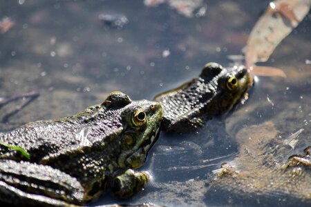 Frogs swamp water photo