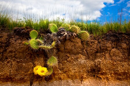 Nature desert brown desert
