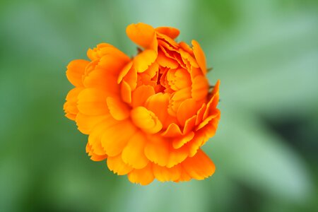 Flowers macro orange photo