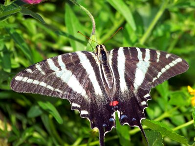 Flying insect sail swallowtail