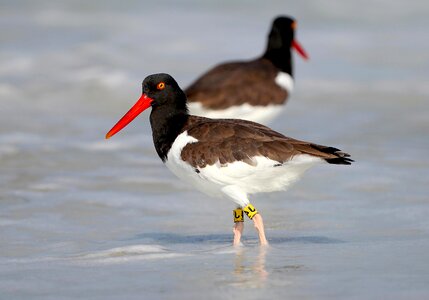 American animal bird
