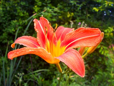 Orange green background leaves background photo