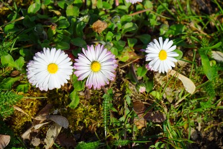 Bloom white bellis philosophy