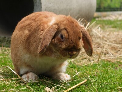 Summer animal mammal