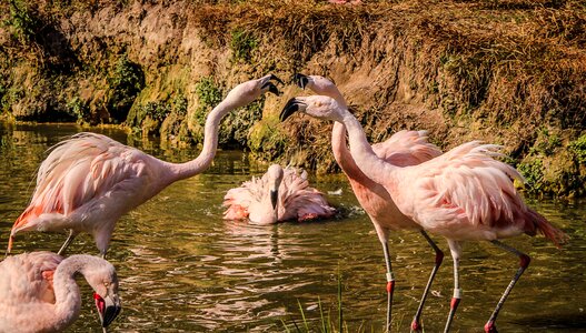 Wading birds pink feathers fight photo