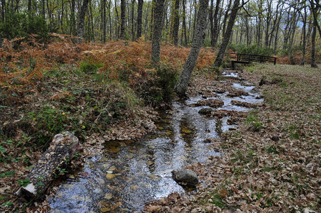 Stream and woods Landscape