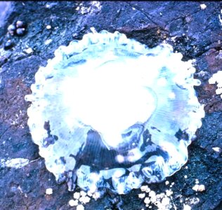 Jellyfish rocks 