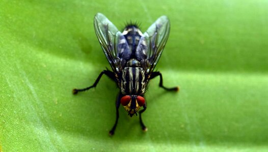 Animal arthropod beautiful photo