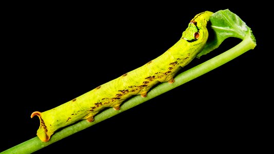 Yellow green gluttonous close up