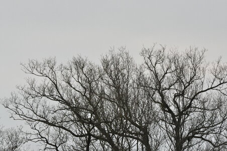Black branches in front of gray sky photo