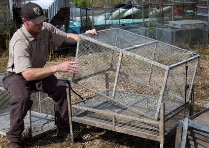 Service biologist inspecting a spacer cage photo