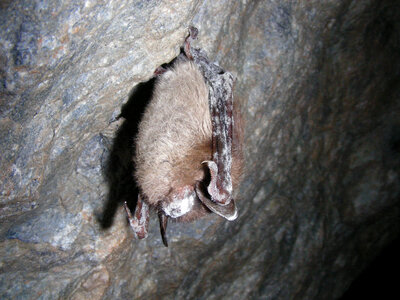 Little-brown bat photo