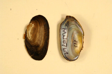 Anodontoides ferussacianus