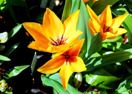 Beautiful beautiful flowers blooming
