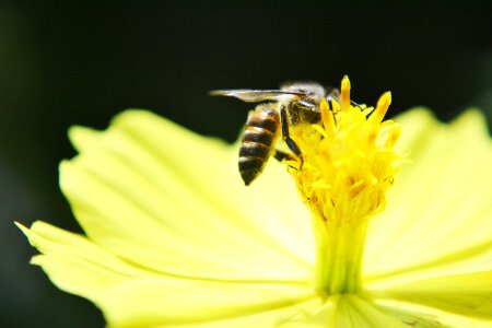Honey bee active busy