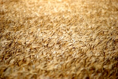 Cornfield summer plant