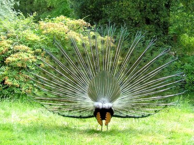 Feathers plumage male photo