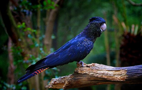 Australia bird wildlife